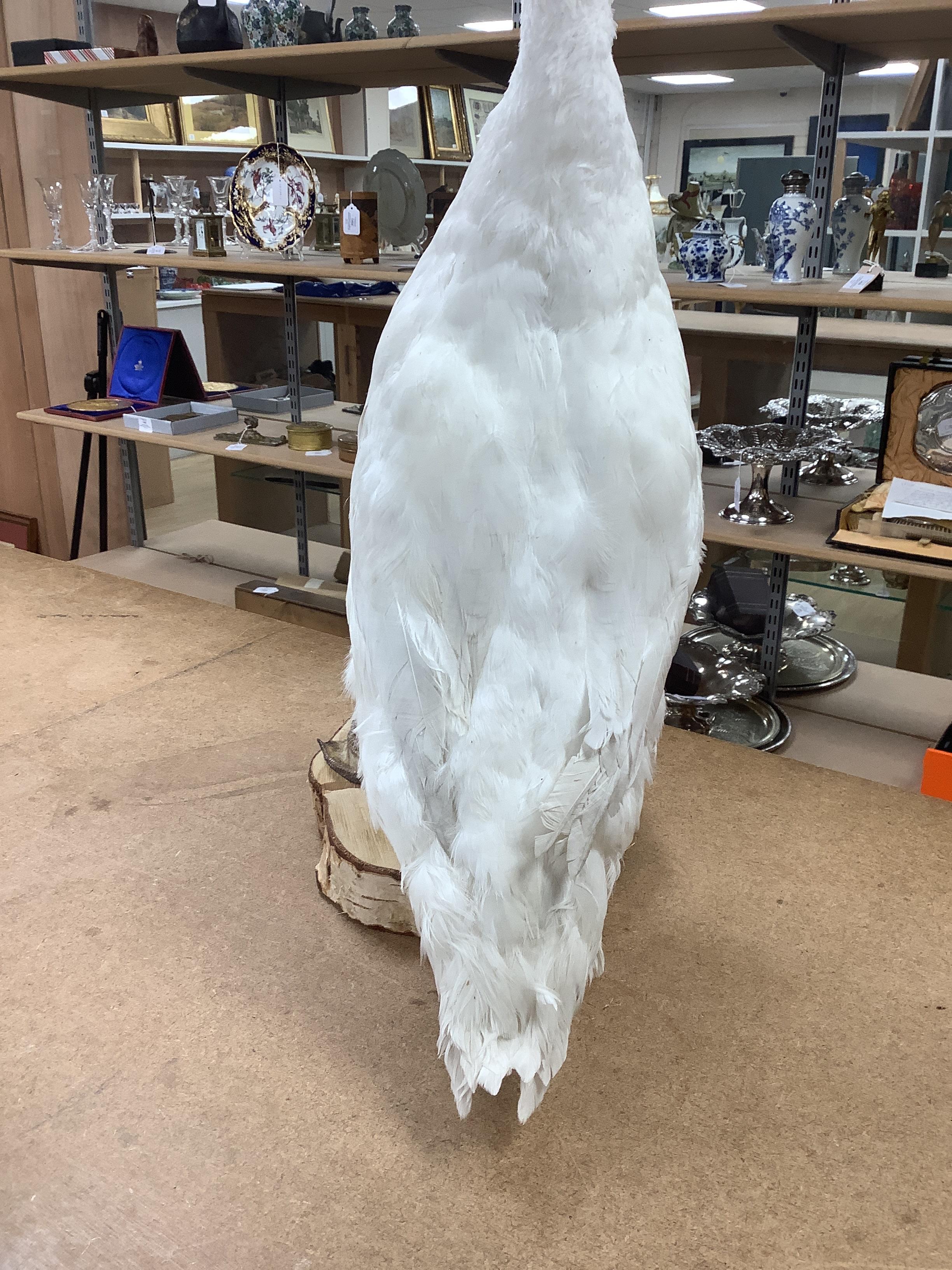 A taxidermy Indian runner duck, 60cm